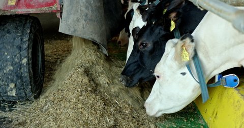 Cows Feeding Troughs Barn Stock Footage Video (100% Royalty-free ...