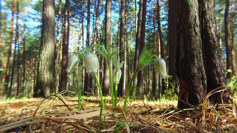 Motion video of spring-flowering pasque Pulsatilla flowers in the pine forest at Spring time
