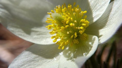 Close-up video of spring-flowering pasque Pulsatilla flowers in the pine forest at Spring time

