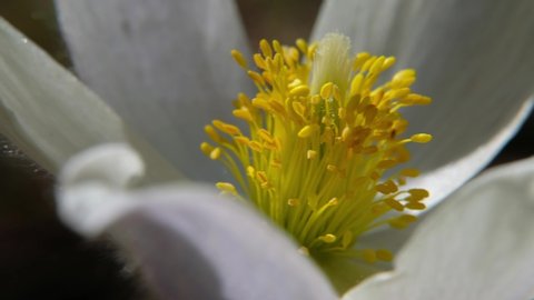 Close-up video of spring-flowering pasque Pulsatilla flowers in the pine forest at Spring time
