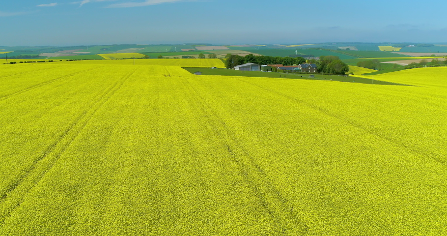 Rapeseed Oil Field; North Yorkshire England