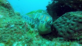 A sleeping turtle on a reef wakes up and looks around