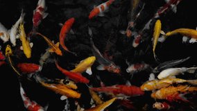 close up of Koi fish swimming in the pond, Fancy carp fish, Top view, video 4k size 3840x2160