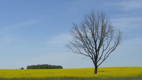 lone bare tree in a yellow field against the sky