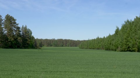 green meadow field on blue sky background
