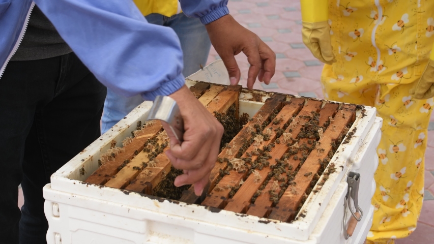 Close up video of Beehive frame with tourist learning about bees.