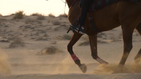 HD slow motion, detail image of an arabian horse galloping on a endurance through a desert of Dubai. The legs of the animal raise sand each time they rest on the ground.