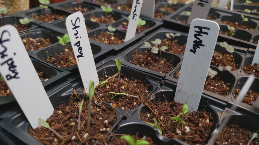 Germinated stripey tomatoes and husky cherry plants growing in small plastic trays being watered by spraying. More plastic pots of germinated vegetables in background.