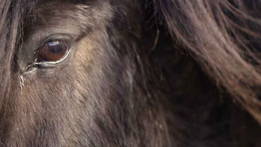 Wild Icelandic Horse Close Up Eye, Slow Motion. | Shutterstock HD Video #1029943559