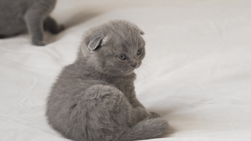 One cute grey-coloured scottish fold kitten is sitting on a white sheet and  looking around.