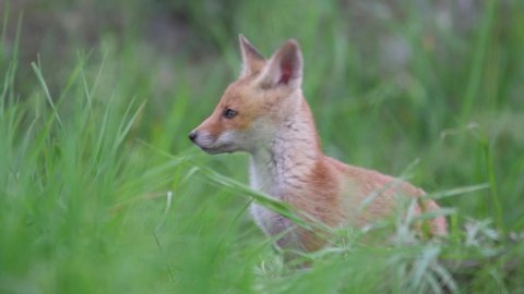 Cute red fox cub stands in the grass and looks at the camera. Vulpes