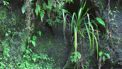 Water dripping over green foliage growing on dark rock wall - abstract Madagascar rainforest jungle background