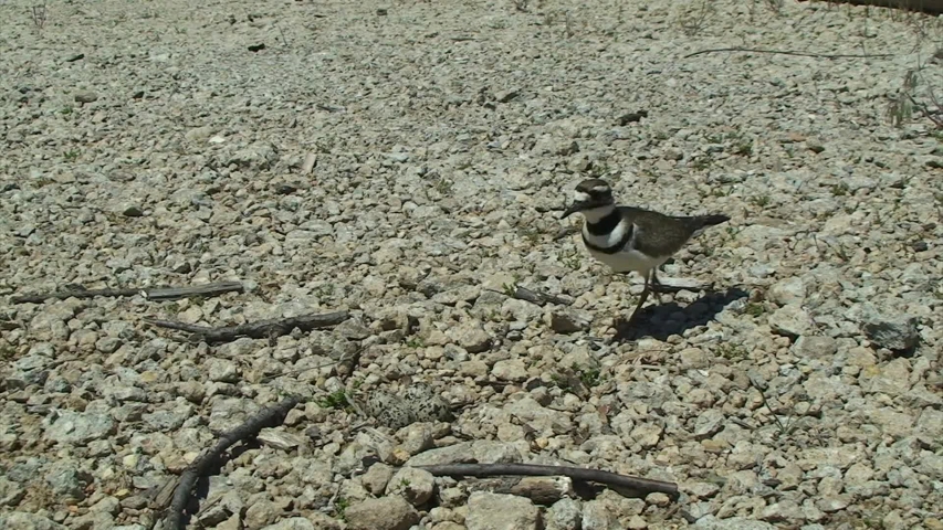 Killdeer Mother Sitting on Nest