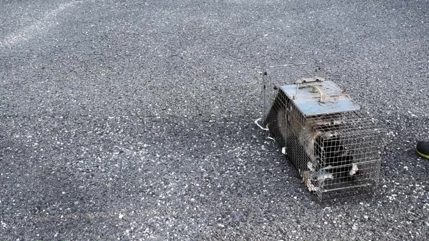 urban raccoon captured in cage for release back into the wild