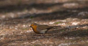 Robin bird with worm in beak searches for food dappled sunlight forest slow motion
