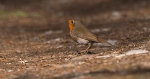 Robin bird pecks at forest floor leaves looking for food summer forest slow motion