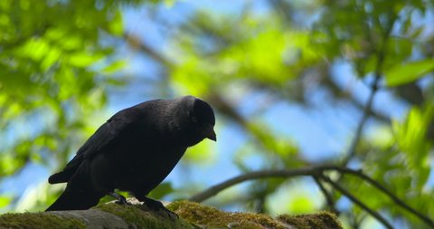 Curious black Jackdaw crow moves along slips forest branch sunshine slow motion
