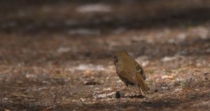 Robin bird with worm in beak turns and hops away forest slow motion
