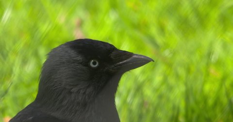 Jackdaw crow head beak eye close up slow motion