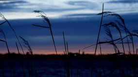 Downtown Bemidji, Minnesota is seen coming into focus across Lake Irving, the first lake on the Mississippi River after sunset through shoreline reeds in clip with focus shift from near to far.