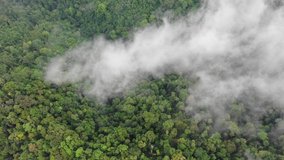 Rainforest and clouds. Mist and clouds rise from mountain forest. Aerial drone footage 