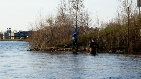 BEMIDJI, MN - MAY 11 2019: Minnesota Fishing Opener. Wading fishermen standing in Lake Bemidji near bridge over the Mississippi River slowly reels in a walleye pike.