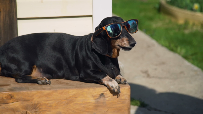 dachshund with sunglasses