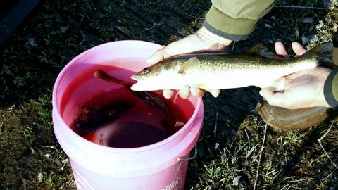 Beautiful Walleye Pike, Sander vitreus, is placed in a bucket of water with other fish to complete the daily limit by the fisherman who caught it.