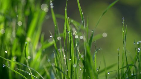 Rich green grass with drops of dew on it waving in the wind. Close-up shot, UHD