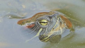 River turtle was swimming in nature pond at wetland.