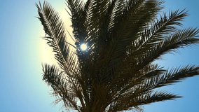  Palm tree  with sky and sun