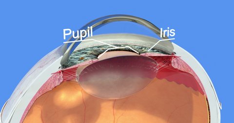 15 Retinal Detachment Stock Video Footage - 4K and HD Video Clips | Shutterstock 15 Retinal Detachment Stock Video Footage - 4K and HD Video Clips | Shutterstock