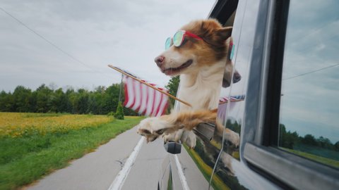Cheerful dog in sunglasses with the flag of America in the paw. Independence Day Celebration in the USA