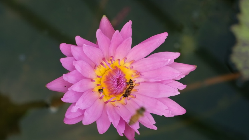 Bee sucking nectar from the pink lotus flower.