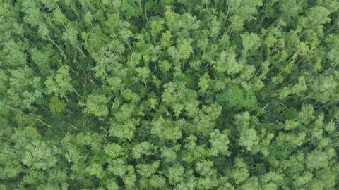 Top view of a beautiful green forest in a rural landscape, rising up, zoom out, 4K