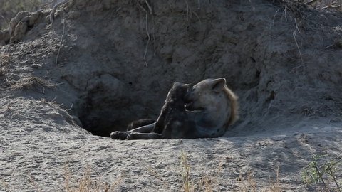 Spotted hyena mother and her cub playing at the entrance to their den