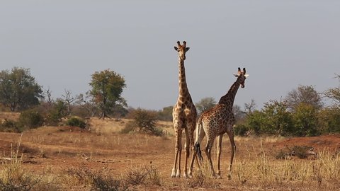 Two male giraffes moving around on savannah in Greater Kruger National Park, South Africa. Trees and sky in background.