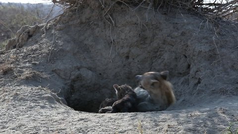 Spotted hyena mother and plays with her two cubs at the entrance to their den