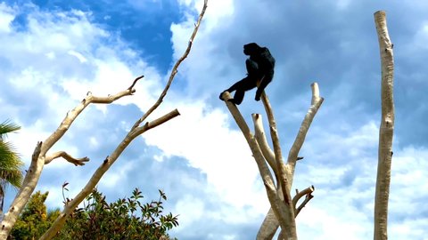 Siamang gibbon swinging and jumping on a tree branch