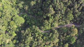 Cars travel through forest on jungle road and bridge 