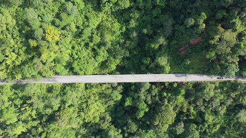 Cars travel through forest on jungle road and bridge