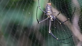 Kemlandingan spider (Nephila maculata) is walking on the nest in the garden with blur background. Side view close up details. 