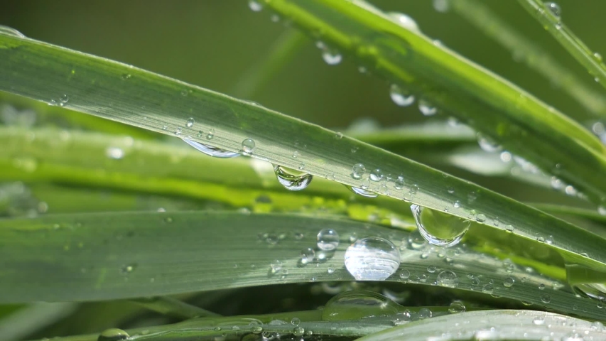 Green grass in nature with raindrops | Shutterstock HD Video #1029984005
