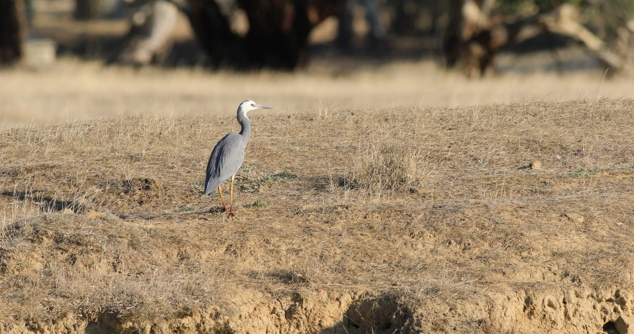 White-faced Heron, Egretta novaehollandiae, walking 4K