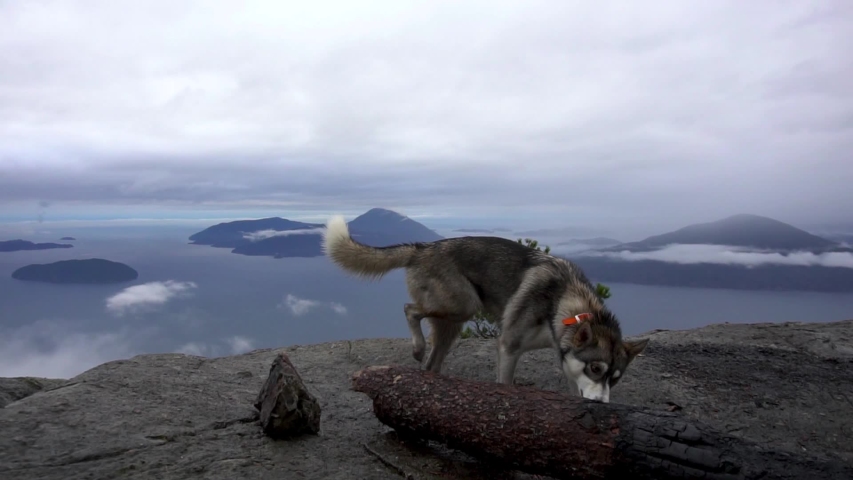 husky puppy on hike above ocean ridge Vancouver California deep blue ocean
