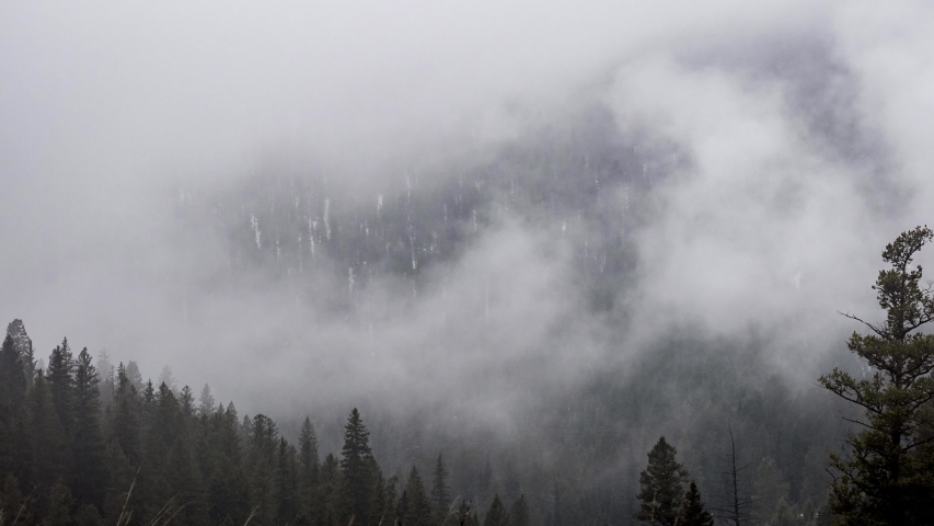 Time Lapse of Fog Over an Evergreen Forest in 4K