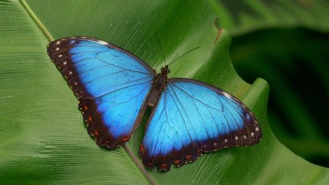 Tropical butterfly Peleides blue morpho