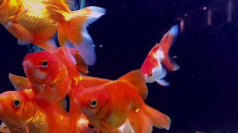 many gold fish in aquarium