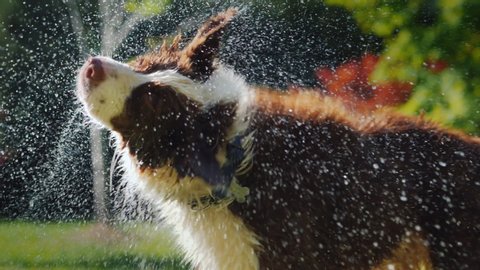 The dog shakes off the water. Pleasant coolness in summer. Slow Motion Video
