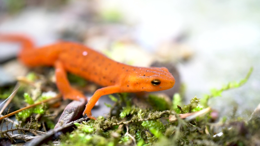 Red Spotted Newt - Notophthalmus viridescens image - Free stock photo ...